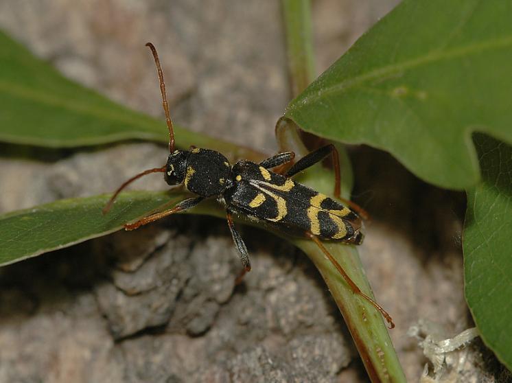 Tesařík Clytus tropicus, foto Václav Křivan