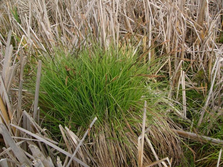 Ostřice vyvýšená pravá (Carex elata), Vídeňský Obecník, bult [ZR], 22.5.2012, foto Josef Komárek