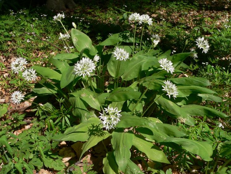 Česnek medvědí pravý (Allium ursinum), PR Suchá hora [TR], 12.5.2011, foto Luděk Čech