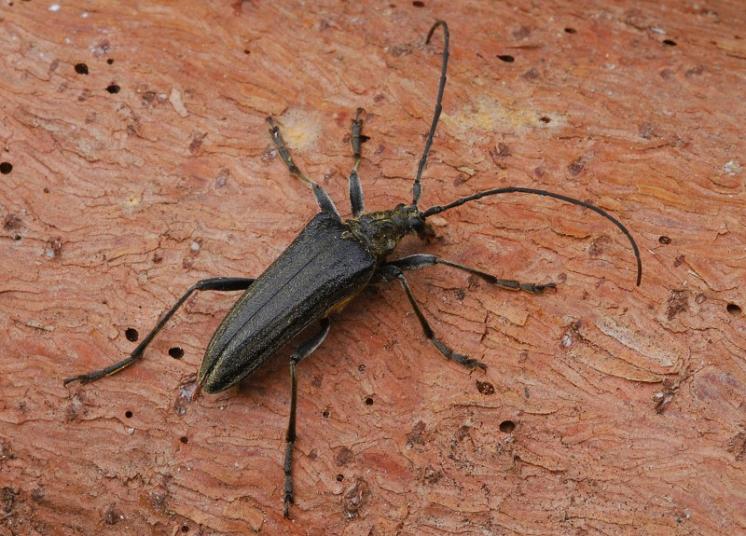 Tesařík Oxymirus cursor, Štěměchy, foto Václav Křivan