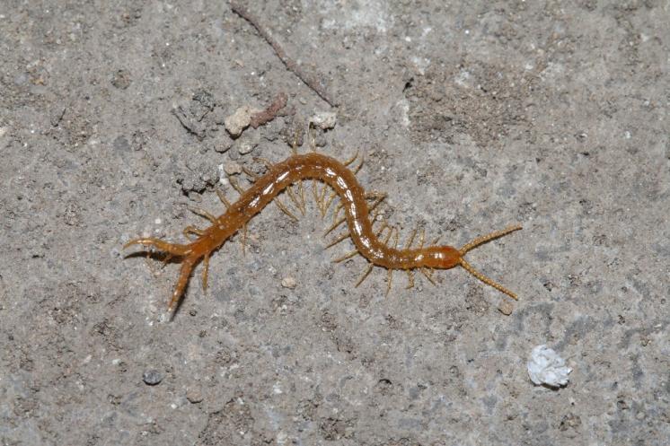 Stonoha francouzská (Cryptops parisi), foto F. Trnka