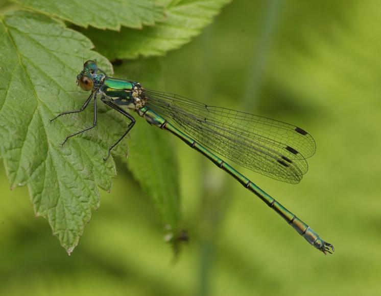 Šídlatka tmavá (Lestes dryas), Opatov na Moravě, foto Václav Křivan