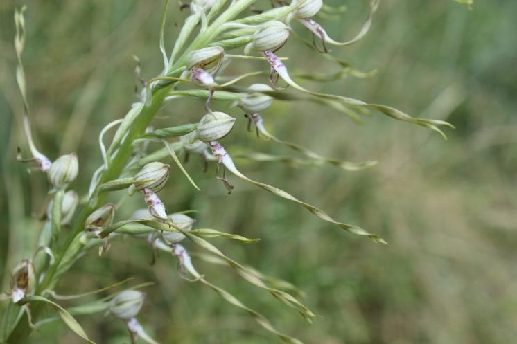 Jazýček jadranský (Himantoglossum adriaticum), Šemíkovice, údolí Rokytné, Knížecí seč [TR], 18.6.2016, foto Libor Ekrt