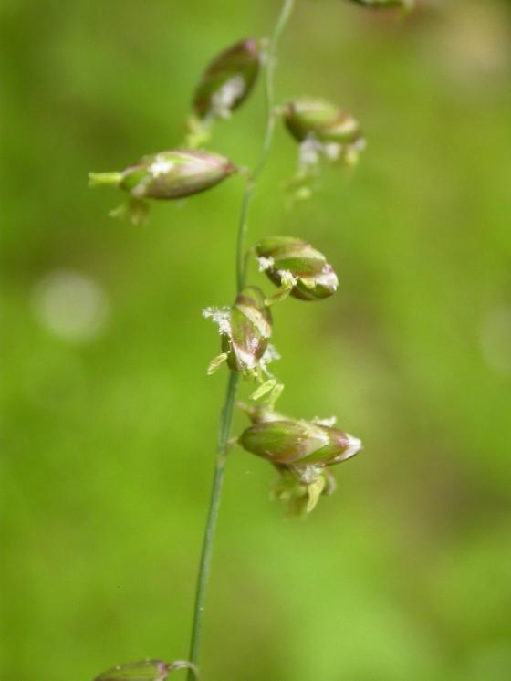 Strdivka zbarvená (Melica picta), PR Údolí Oslavy a Chvojnice [TR], 10.5.2008, foto Jan Roleček