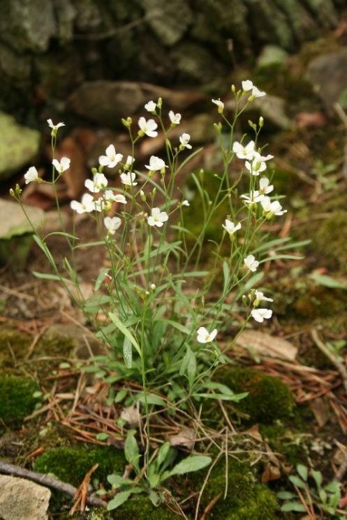 Řeřišničník skalní (Arabidopsis petraea), PR Údolí Oslavy a Chvojnice, Lemberk [TR], 8.5.2010, foto Libor Ekrt