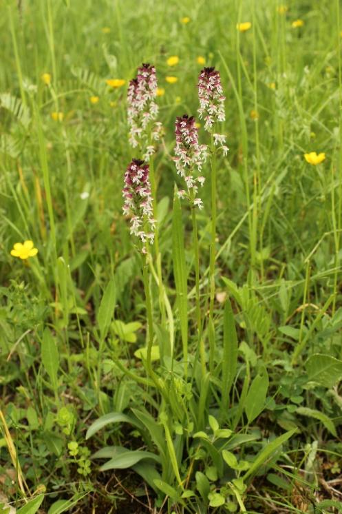 Vstavač osmahlý pravý (Orchis ustulata), Dolní Čepí, PP Křižník [ZR], 1.6.2013, foto Libor Ekrt