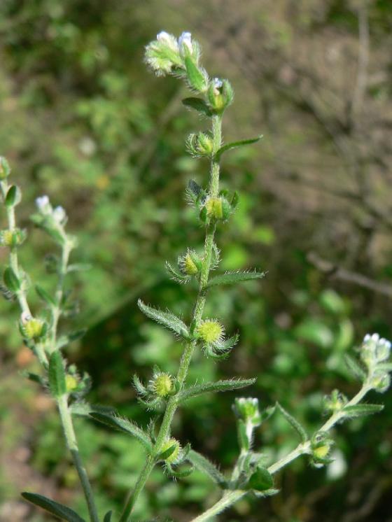 Strošek pomněnkový (Lappula squarrosa), Mohelno [TR], 20.6.2006, foto Luděk Čech