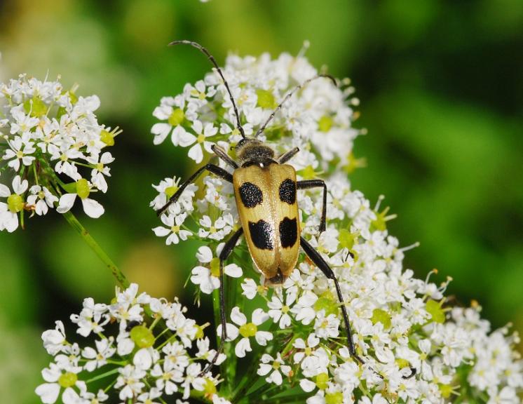 Tesařík čtyřskvrnný (Pachyta quadrimaculata), Radonín, foto Václav Křivan