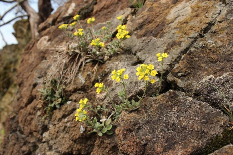 Tařice horská Gmelinova (Alyssum montanum subsp. gmelinii), NPR Mohelenská hadcová step [TR], 14.4.2015, foto Libor Ekrt