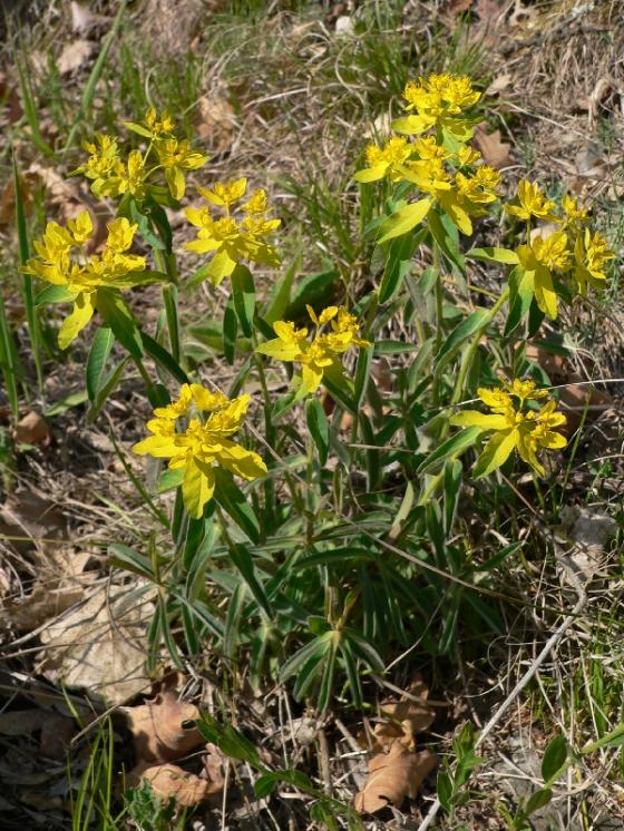 Pryšec mnohobarvý (Euphorbia epithymoides), PR Velká skála [TR], 23.4.2007, foto Luděk Čech