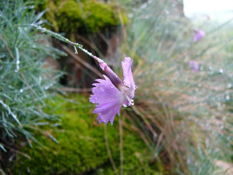 Hvozdík moravský (Dianthus moravicus), PR Suché skály [TR], 16.6.2010, foto Josef Komárek