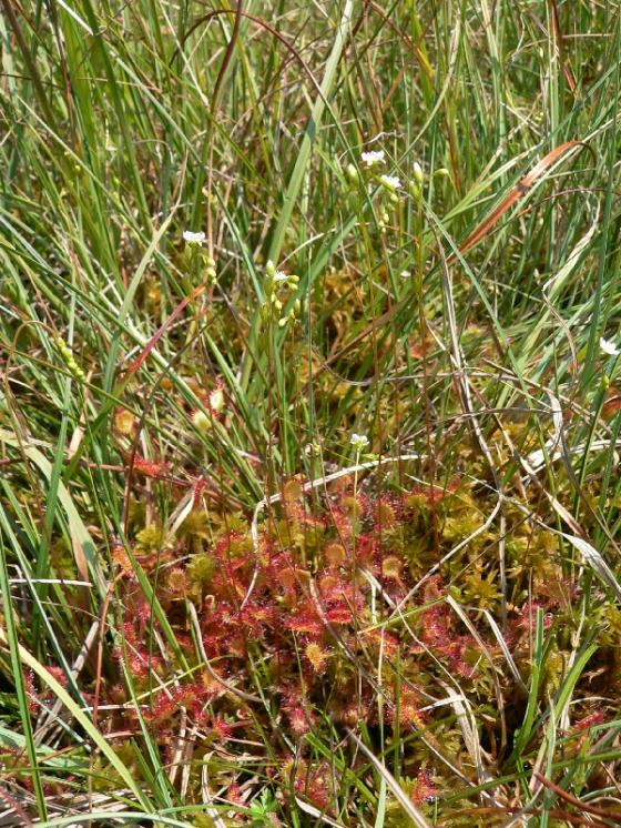 Rosnatka okrouhlolistá (Drosera rotundifolia), Odranec [ZR], 18.7.2014, foto Luděk Čech