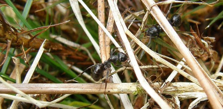 Mravenec rašelinný (Formica picea) vázaný u nás svým výskytem na rašeliniště patří k druhům ohroženým zánikem stanovišť, PR Na Oklice, foto Pavel Bezděčka.