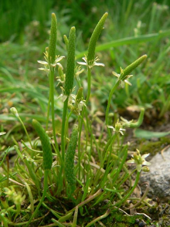 Myší ocásek nejmenší (Myosurus minimus), Hodice, Horní Jilmík [JI], 29.5.2008, foto Luděk Čech