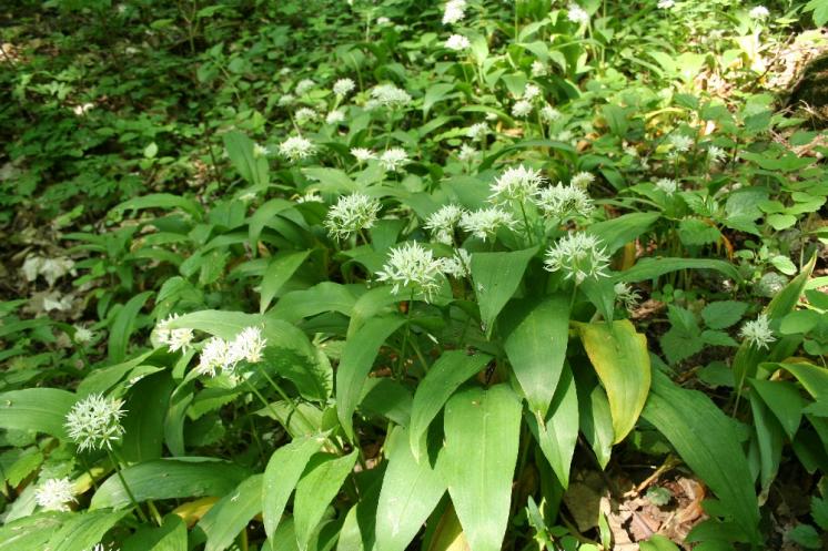 Česnek medvědí pravý (Allium ursinum), PR Údolí Oslavy a Chvojnice [TR], 5.5.2012, foto Libor Ekrt