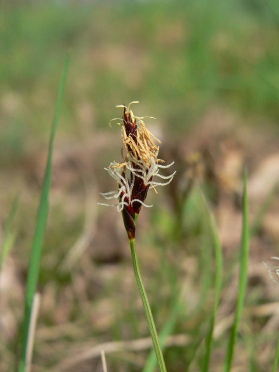 Ostřice drobná (Carex supina), Lhánice, Na čihadle [TR], 1.4.2014, foto Luděk Čech