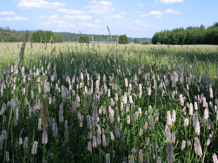 Nelesní části NPR Dářko obývá ohrožený tyrfofil mravenec rašelinný (Formica picea), foto Pavel Bezděčka.