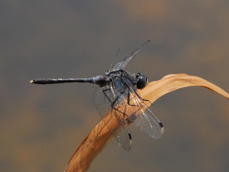 Vážka běloústá (Leucorrhinia albifrons), foto Václav Křivan
