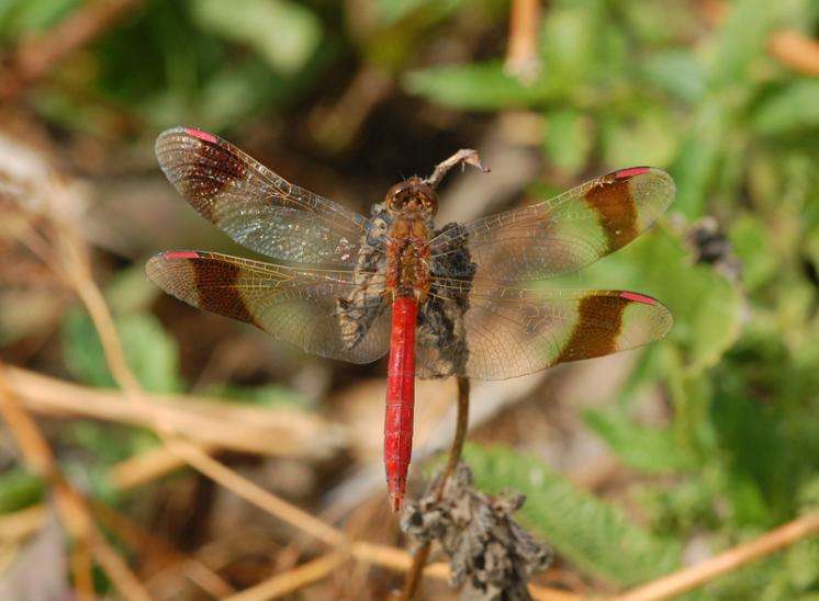 Vážka podhorní (Sympetrum pedemontanum), foto Václav Křivan