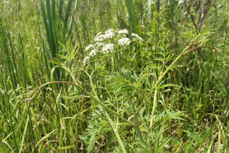 Rozpuk jízlivý (Cicuta virosa), PP Černíč [JI], 17.6.2014, foto Libor Ekrt