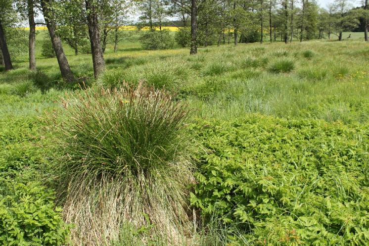 Ostřice odchylná (Carex appropinquata), PR Na podlesích [TR], 26.5.2013, foto Libor Ekrt