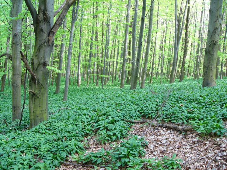 Česnek medvědí pravý (Allium ursinum), PR Habrová seč [TR], 20.4.2009, foto Josef Komárek