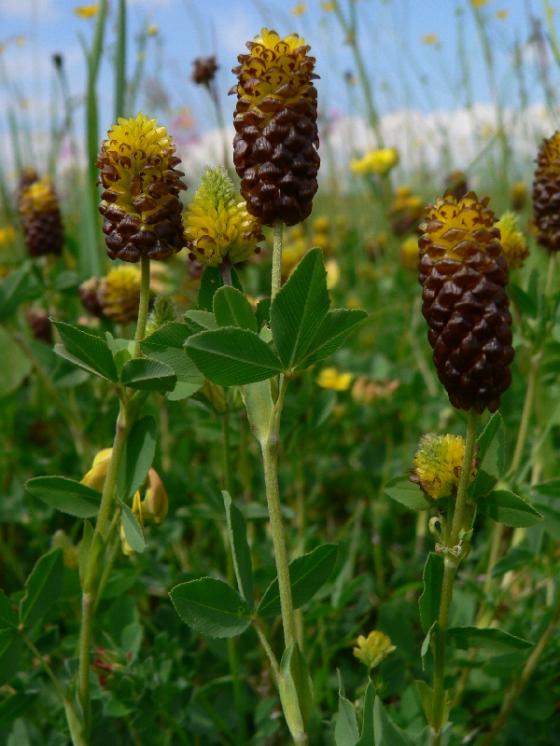 Jetel kaštanový (Trifolium spadiceum), Smrčná [JI], 1.6.2007, foto Luděk Čech