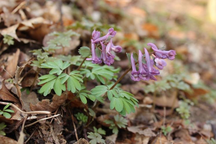 Dymnivka plná pravá (Corydalis solida), Staré Duby [TR], 10.4.2015, foto Libor Ekrt