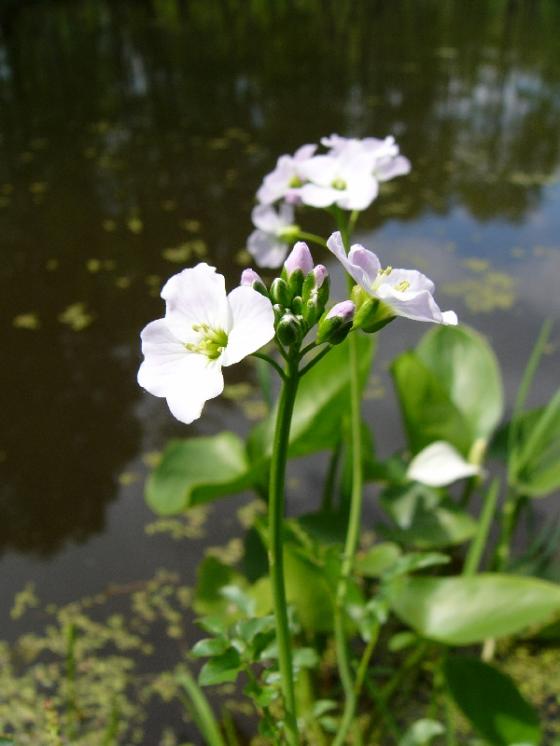 Řeřišnice bahenní (Cardamine dentata), PP Bukovské rybníčky [JI], 13.5.2009, foto Josef Komárek