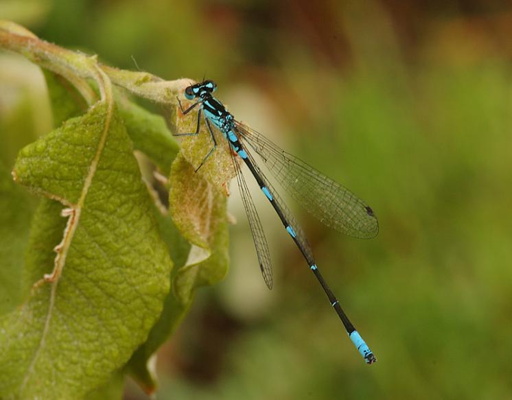 Šidélko širokoskvrnné (Coenagrion pulchellum), Domamil, foto Václav Křivan