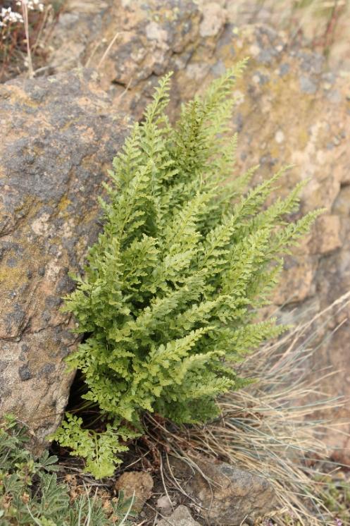 Sleziník hadcový (Asplenium cuneifolium), NPR Mohelenská hadcová step [TR], 10.6.2015, foto Libor Ekrt