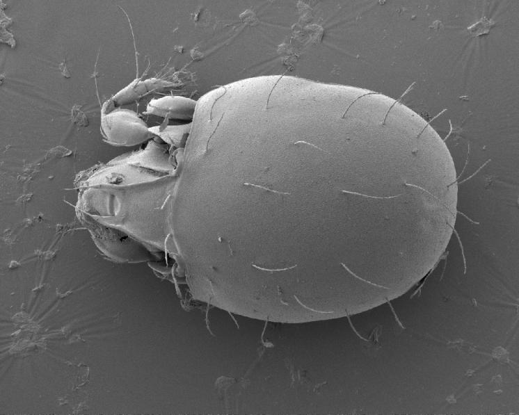Pancířník Melanozetes meridianus Sellnick, 1928 – silvikolní, euryhygrický, panfytofágní druh rozšířený v celé Holarktické oblasti, často dominující ve společenstvech horských a podhorských jehličnatých lesů. Druh lesního opadu, nalezený celkem na 4 lokalitách v Kraji Vysočina. Pohled na dorsální stranu těla. Velikost těla 525-635 µm, foto Josef Starý.
