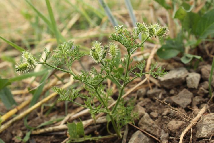 Dejvorec velkoplodý pravý (Caucalis platycarpos), Mohelno [TR], 16.6.2015, foto Libor Ekrt