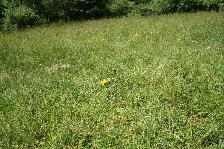 Pleška stopkatá pravá (Willemetia stipitata), Rácov [JI], 10.6.2010, foto Libor Ekrt