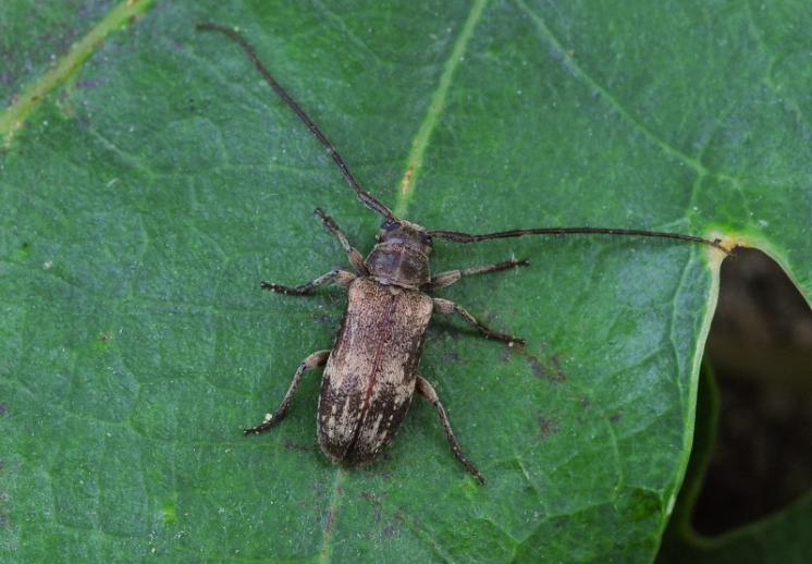Kozlíček Exocentrus adspersus, Mohelno, foto Václav Křivan