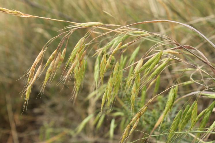Sveřep japonský (Bromus japonicus), Mohelno [TR], 16.6.2015, foto Libor Ekrt