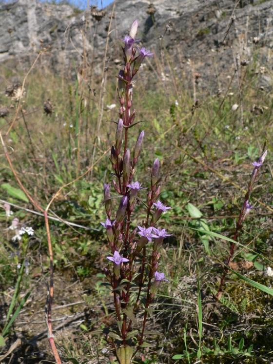 Hořeček nahořklý pravý (Gentianella amarella subsp. amarella), Zvole nad Pernštejnem [ZR], 10.9.2006, foto Luděk Čech