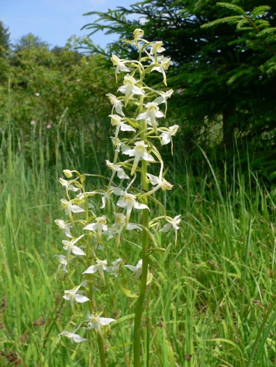 Vemeník zelenavý (Platanthera chlorantha), Sobíňov [HB], 26.6.2010, foto Luděk Čech