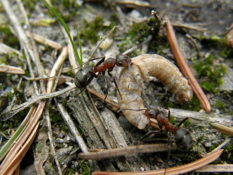 Spolupráce je jedním ze základních předpokladů úspěšnosti mravenců - (Formica lugubris) v NPR Ransko, foto Klára Bezděčková.