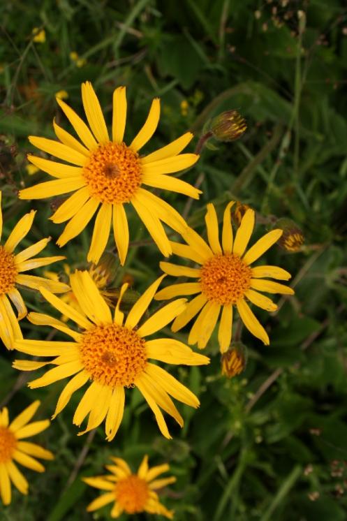 Prha arnika pravá (Arnica montana), NPP Zhejral [JI], 14.6.2011, foto Libor Ekrt