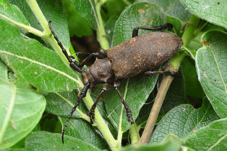 Kozlíček vrbový (Lamia textor), foto Václav Křivan