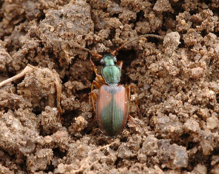 Střevlíček Anchomenus dorsalis, foto Václav Křivan