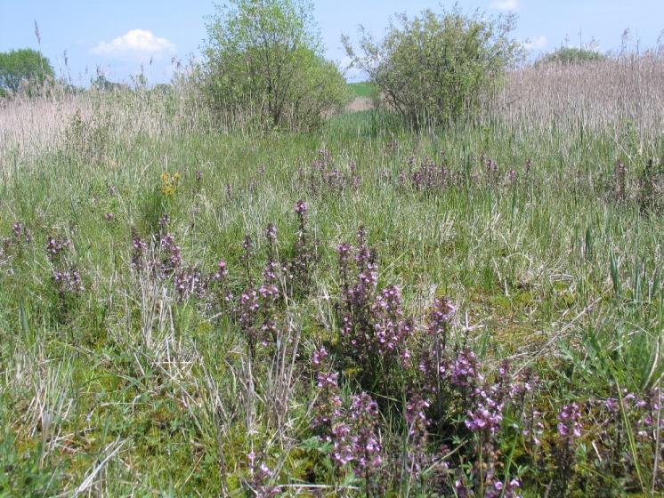 PR V Lisovech hostí malou populaci ohroženého mravenece rašelinného (Formica picea), foto Pavel Bezděčka.