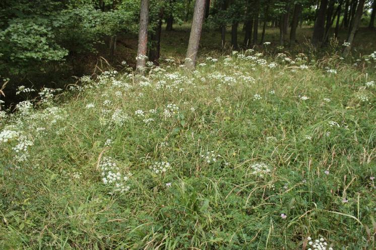 Smldník jelení (Peucedanum cervaria), Šemíkovice, Knížecí seč [TR], 14.8.2016, foto Libor Ekrt
