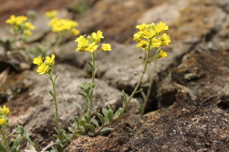 Tařice horská Gmelinova (Alyssum montanum subsp. gmelinii), NPR Mohelenská hadcová step [TR], 14.4.2015, foto Libor Ekrt