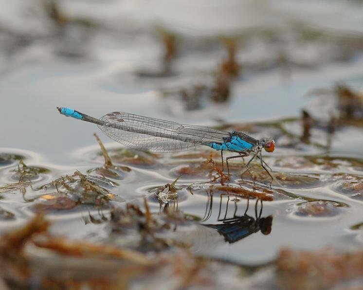 Šidélko znamenané (Erythromma viridulum), Předín, foto Václav Křivan