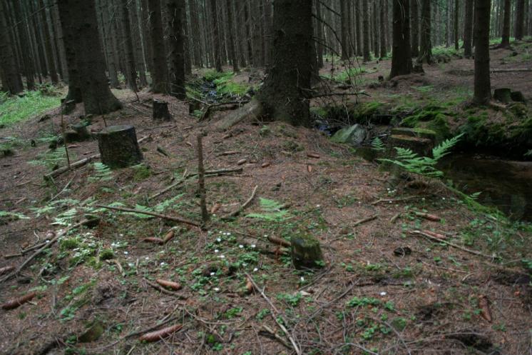 Jednokvítek velekvětý (Moneses uniflora), Řídelov, Třešťský potok [JI], 28.5.2007, foto Libor Ekrt