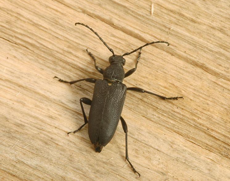 Tesařík Stictoleptura scutellata, Štěměchy, foto Václav Křivan