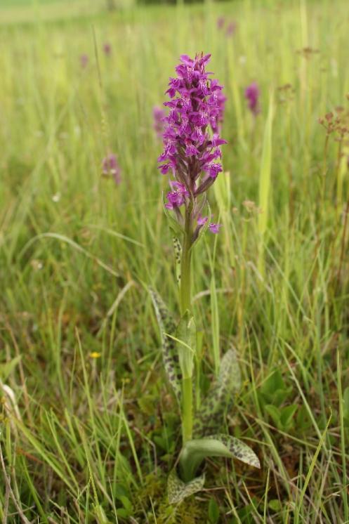 Prstnatec májový pravý (Dactylorhiza majalis), PR Chvojnov [JI], 31.5.2014, foto Libor Ekrt