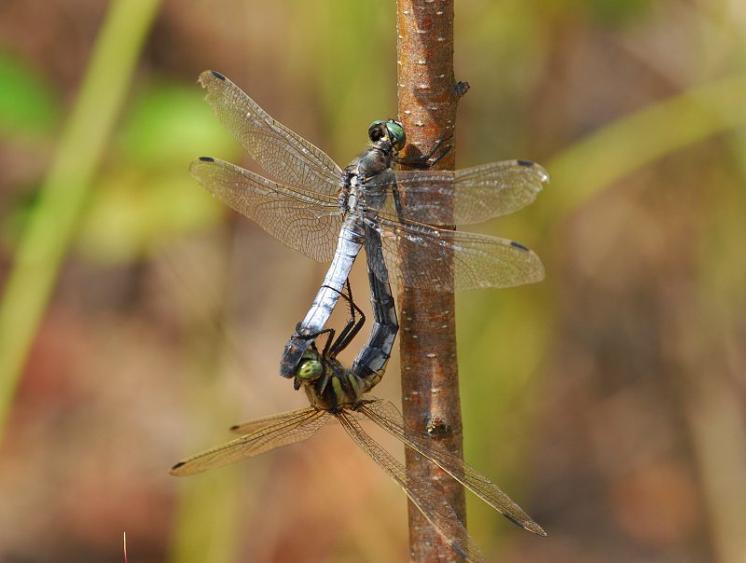 Vážka bělořitná (Orthetrum albistylum), ryb. Parný Mlýn, Krahulov, foto Václav Křivan